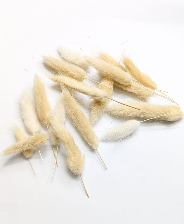 Bunny Tail Dried Flower Box - White & Off-White for Resin Art